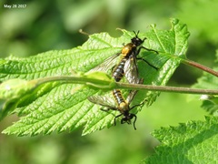 Laphriini
