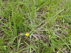 Hypoxis argentea
