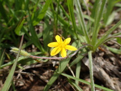 Hypoxis argentea