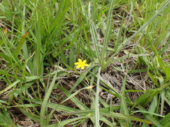 Hypoxis argentea