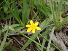 Hypoxis argentea