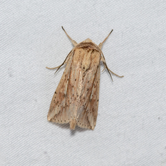 Mythimna decisissima