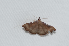 Corgatha dichionistis