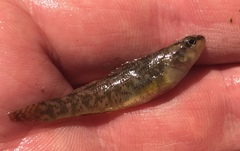 Etheostoma grahami
