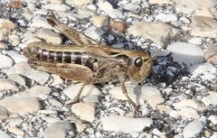 Stenobothrus apenninus