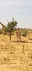 Giraffa camelopardalis peralta