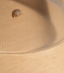 Eupalea reinhardti