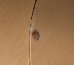 Eupalea reinhardti