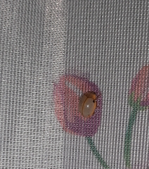 Eupalea reinhardti