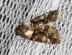 Pherechoa crypsichlora