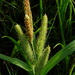 Carex rhodesiaca - Photo (c) Marinda, μερικά δικαιώματα διατηρούνται (CC BY-NC), uploaded by Marinda