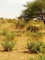Giraffa camelopardalis peralta