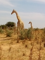 Giraffa camelopardalis peralta