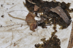 Mitostoma chrysomelas