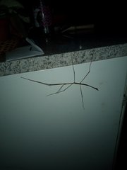Cladoxerus