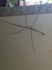 Cladoxerus