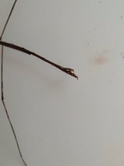 Cladoxerus
