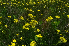 Bulbine capitata