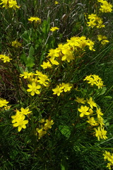 Bulbine capitata