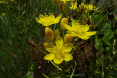 Bulbine capitata
