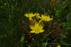 Bulbine capitata