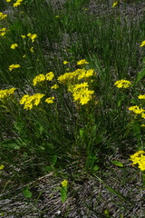 Bulbine capitata