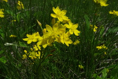 Bulbine capitata