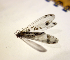 Dendroleon pantherinus