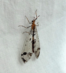 Dendroleon pantherinus