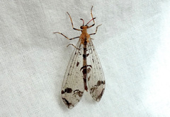 Dendroleon pantherinus