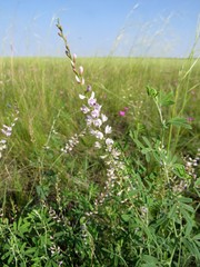 Astragalus melilotoides