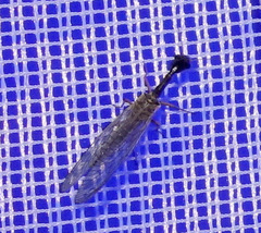 Dichrostigma flavipes