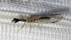 Dichrostigma flavipes