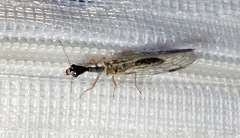 Dichrostigma flavipes