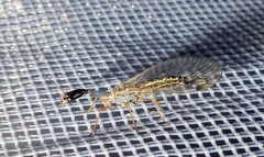 Dichrostigma flavipes