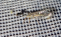 Dichrostigma flavipes