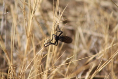 Dasypogon