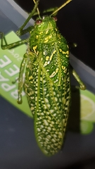 Physemacris variolosa