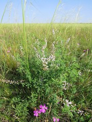 Astragalus melilotoides