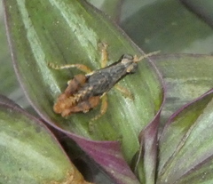 Eujivarus meridionalis