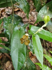 Aristolochia sparusifolia