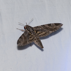 Agrius godarti