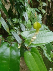 Aristolochia sparusifolia