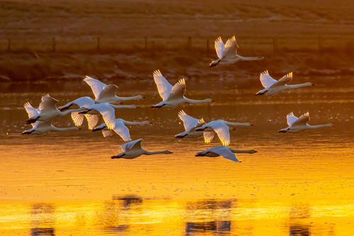 Cygne chanteur