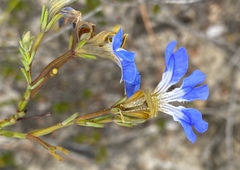 Lechenaultia heteromera