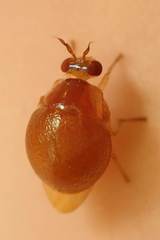 Celyphus difficilis