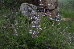 Syncolostemon albiflorus