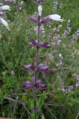 Syncolostemon albiflorus