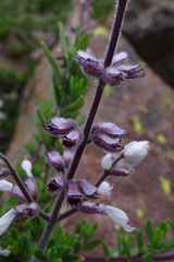 Syncolostemon albiflorus