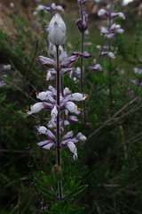 Syncolostemon albiflorus